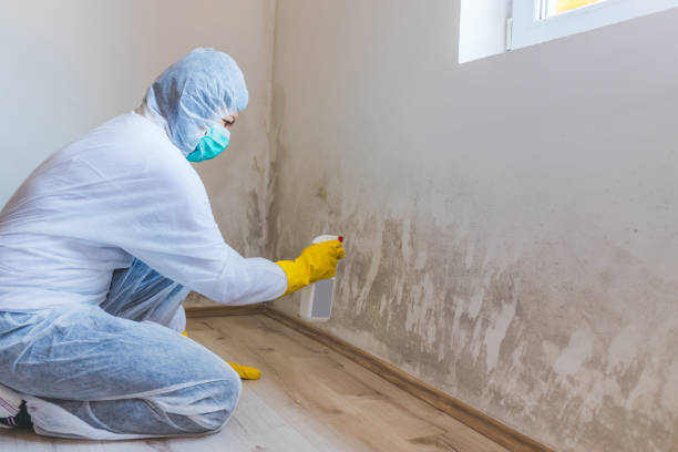 Licensed Mold Remediation service in Kimberton, PA - WQB Mold Removal